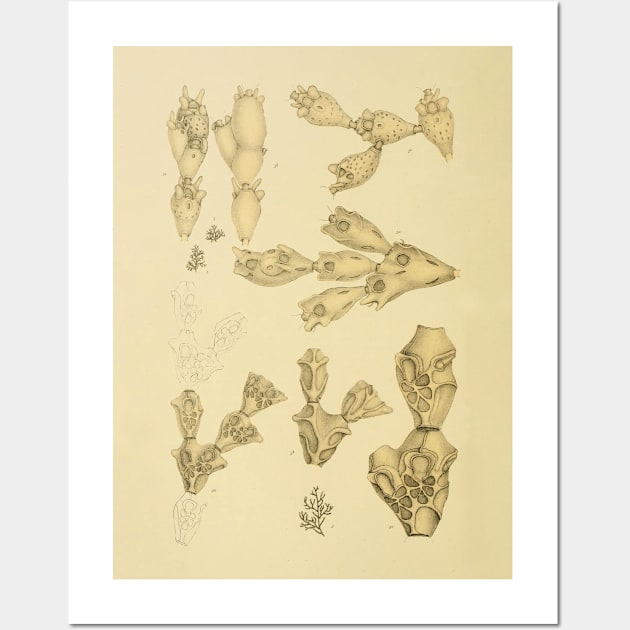 Catenicellopsis Pusilla Wall Art by ptMaker